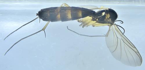 Pyratula sp.